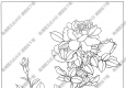 玫瑰白描線稿23高清圖片下載