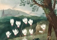 羅伯特 桑頓 花之神殿 插畫25 高清大圖下載