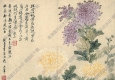 清 惲南田《菊花》國(guó)畫(huà)高清大圖下載