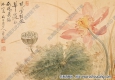 清 惲壽平《出水芙蓉》國(guó)畫高清大圖下載