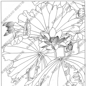 荷花白描圖片1高清下載