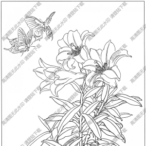 百合線描畫15高清大圖下載