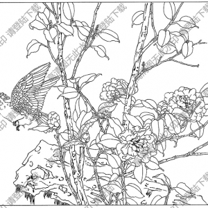 茶花白描圖片13高清下載