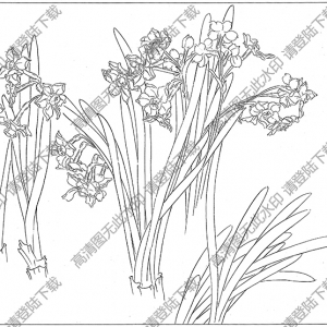 水仙花線描畫14高清大圖下載