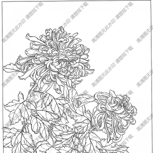 菊花線描畫底稿15高清大圖下載