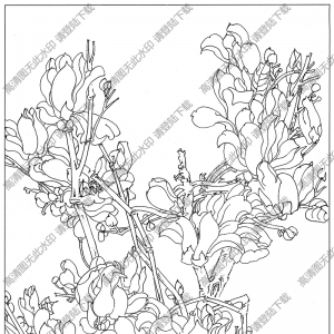 玉蘭線描畫(huà)底稿14高清大圖下載