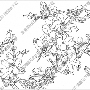 玉蘭線描畫(huà)底稿15高清大圖下載