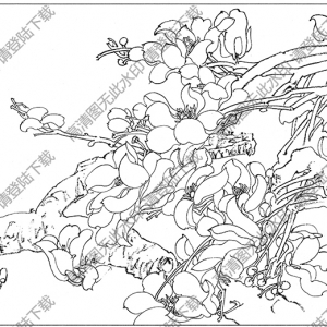 玉蘭線(xiàn)描畫(huà)底稿16高清大圖下載