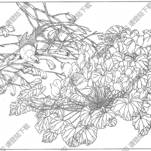 兔耳蘭花線描畫底稿23高清大圖下載