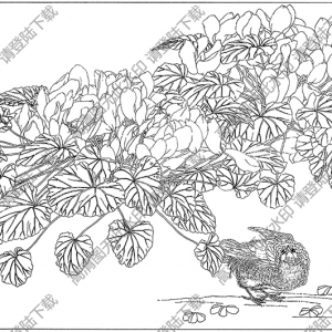 兔耳蘭花白描線稿36高清圖片下載