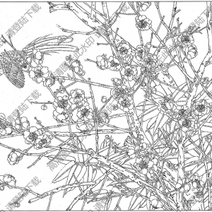 梅花白描線稿13高清圖片下載