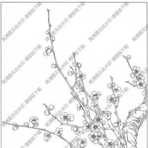 梅花線描畫底稿25高清大圖下載