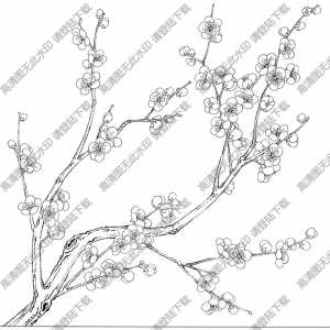 梅花線描畫底稿26高清大圖下載