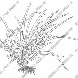 蘭花白描線稿51高清圖片下載