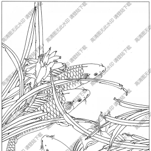 魚白描線稿15高清圖片下載