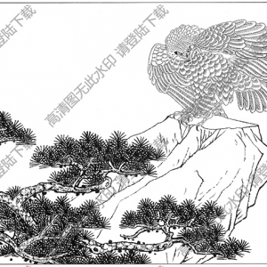 鷹白描線稿36高清圖片下載